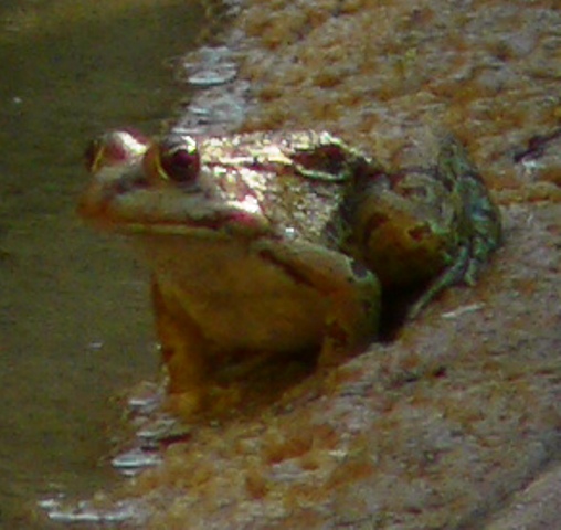 rana in sardegna - Pelophylax cfr. ridibundus, alloctono